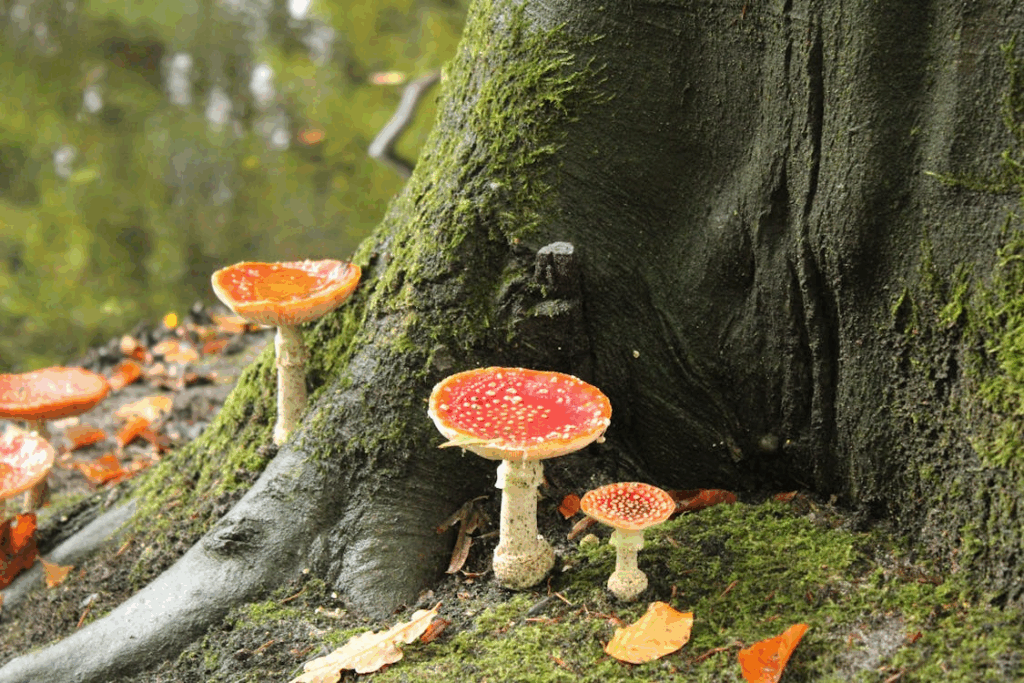 Red-capped mushrooms at a mossy tree base, showing mycorrhizal fungi links in the forest “Wood Wide Web.”