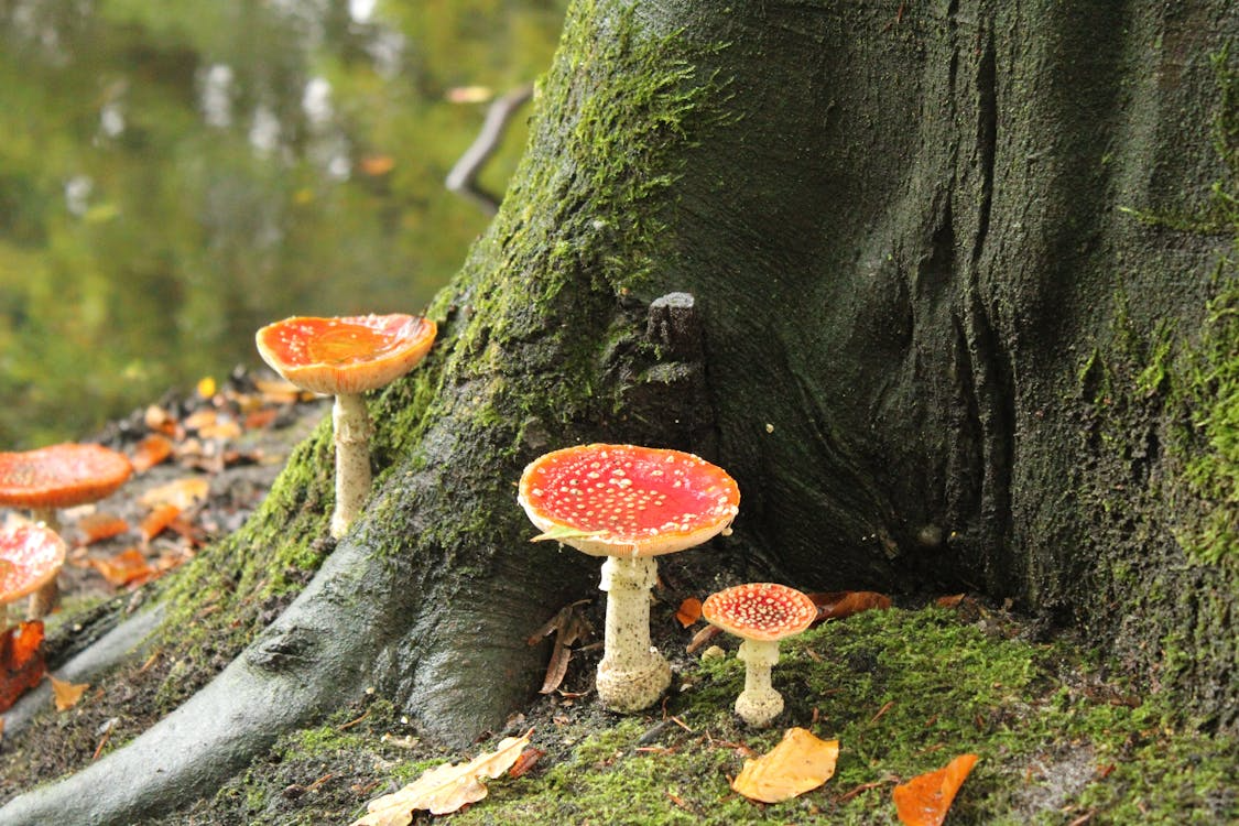 Red-capped mushrooms at a mossy tree base, showing mycorrhizal fungi links in the forest “Wood Wide Web.”